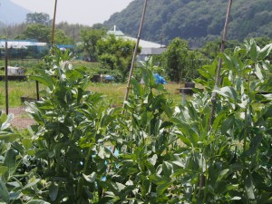 岡山吉備中央町ぶどうピオーネ
