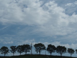 岡山吉備中央町ぶどうピオーネ