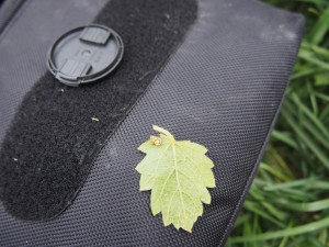 岡山吉備中央町ぶどうピオーネ