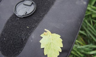 岡山吉備中央町ぶどうピオーネ