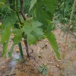 岡山吉備中央町ぶどうピオーネ