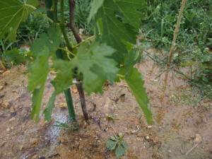 岡山吉備中央町ぶどうピオーネ