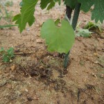 岡山吉備中央町ぶどうピオーネ