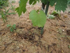 岡山吉備中央町ぶどうピオーネ
