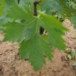 岡山吉備中央町ぶどうピオーネ