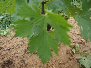 岡山吉備中央町ぶどうピオーネ