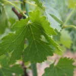 岡山吉備中央町ぶどうピオーネ