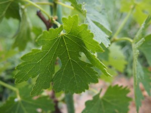 岡山吉備中央町ぶどうピオーネ