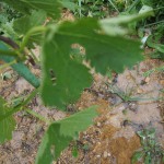 天空のピオーネ農園アグリスジャパン