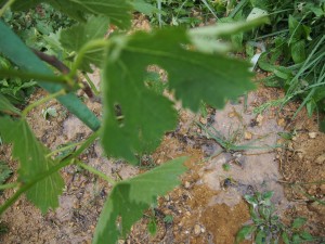 天空のピオーネ農園アグリスジャパン