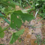 天空のピオーネ農園アグリスジャパン