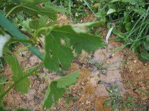 天空のピオーネ農園アグリスジャパン