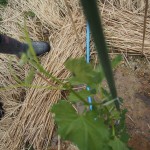 岡山吉備中央町ぶどうピオーネ