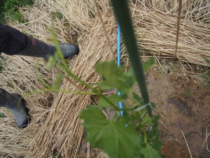 岡山吉備中央町ぶどうピオーネ