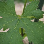 岡山吉備中央町ぶどうピオーネ