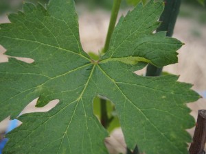 岡山吉備中央町ぶどうピオーネ