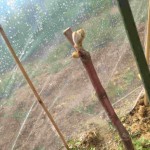 岡山吉備中央町ぶどうピオーネ