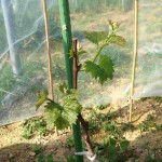 岡山吉備中央町ぶどうピオーネ