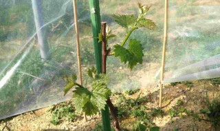 岡山吉備中央町ぶどうピオーネ