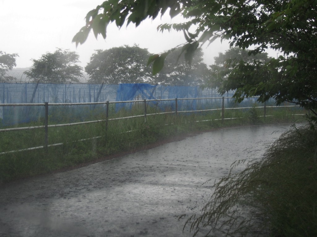 岡山吉備中央町ぶどうピオーネ