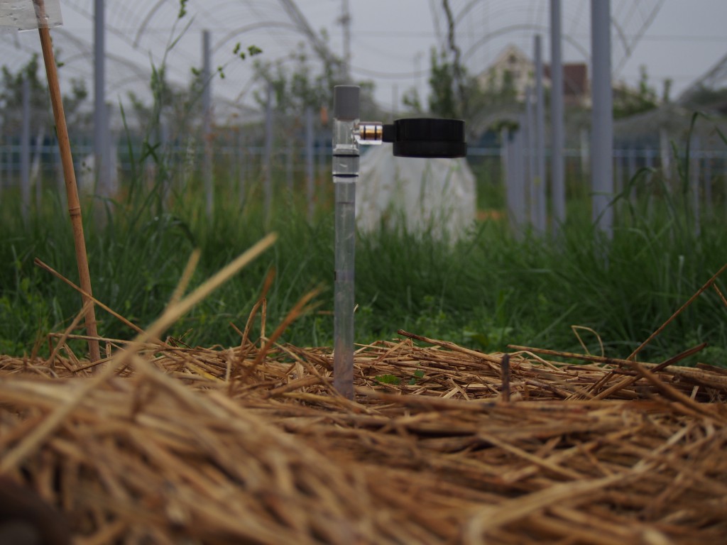 岡山吉備中央町ぶどうピオーネ