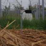 岡山吉備中央町ぶどうピオーネ