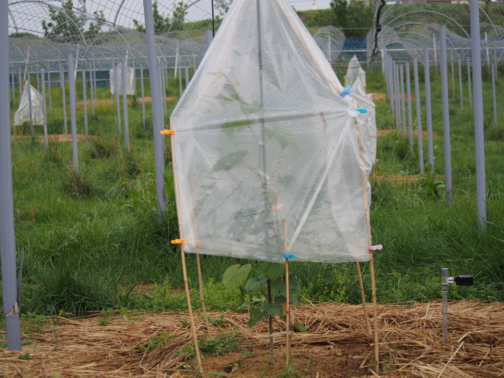 岡山吉備中央町ぶどうピオーネ