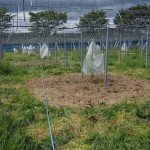 岡山吉備中央町ぶどうピオーネ