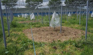 岡山吉備中央町ぶどうピオーネ