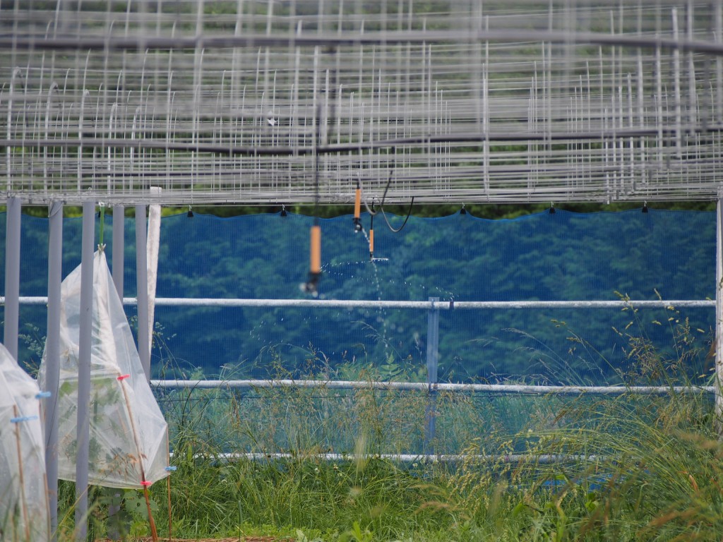 岡山吉備中央町ぶどうピオーネ