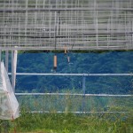 岡山吉備中央町ぶどうピオーネ