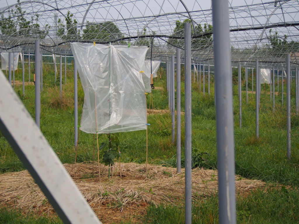 岡山吉備中央町ぶどうピオーネ