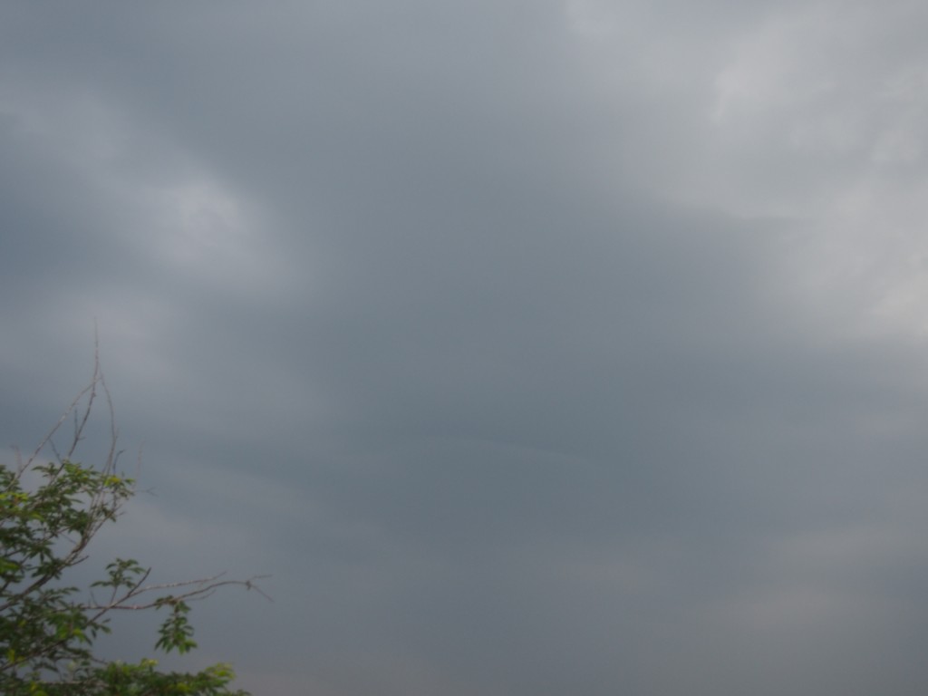 岡山吉備中央町ぶどうピオーネ