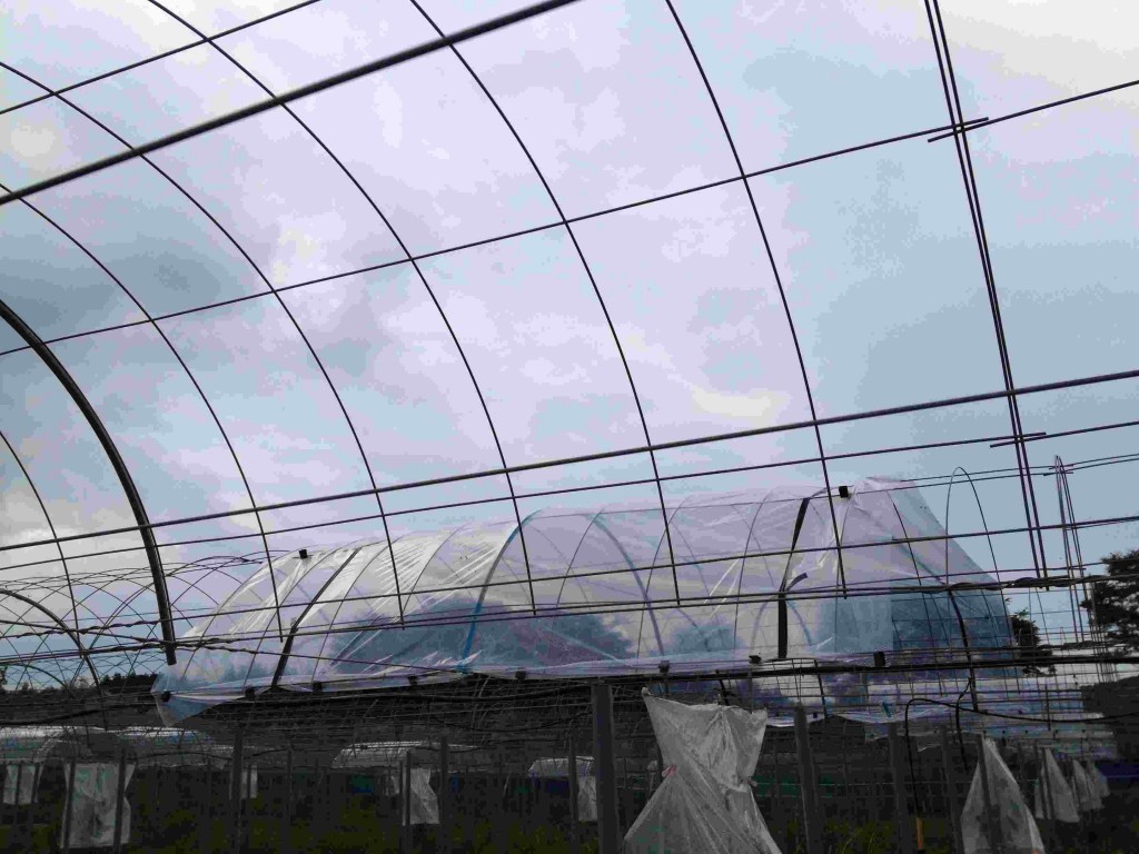 岡山吉備中央町ぶどうピオーネ