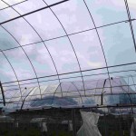 岡山吉備中央町ぶどうピオーネ