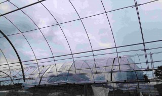 岡山吉備中央町ぶどうピオーネ