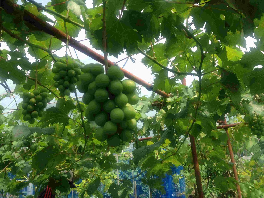 岡山吉備中央町ぶどうピオーネ
