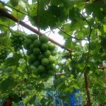 岡山吉備中央町ぶどうピオーネ