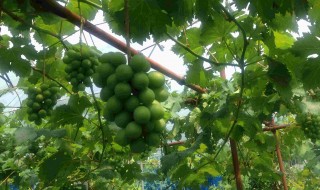 岡山吉備中央町ぶどうピオーネ