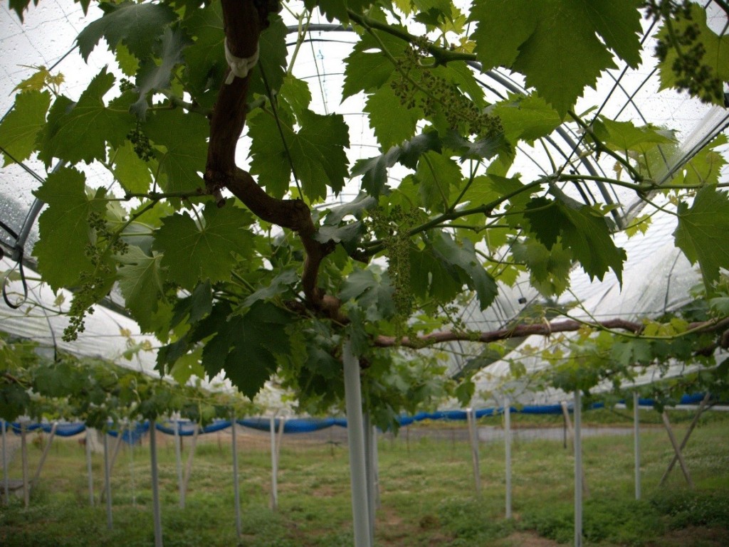 岡山吉備中央町ぶどうピオーネ