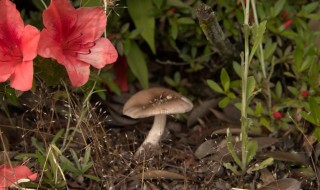 岡山吉備中央町ぶどうピオーネ