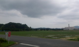 岡山吉備中央町ぶどうピオーネ