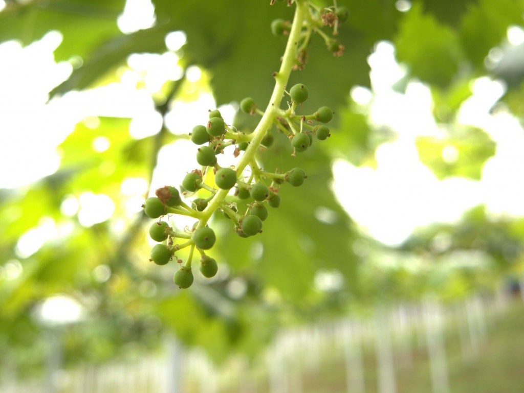 岡山吉備中央町ぶどうピオーネ