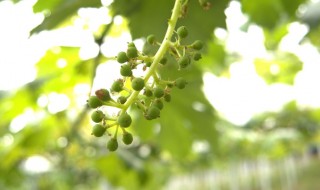 岡山吉備中央町ぶどうピオーネ