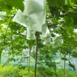 岡山吉備中央町ぶどうピオーネ