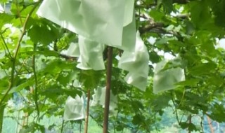 岡山吉備中央町ぶどうピオーネ