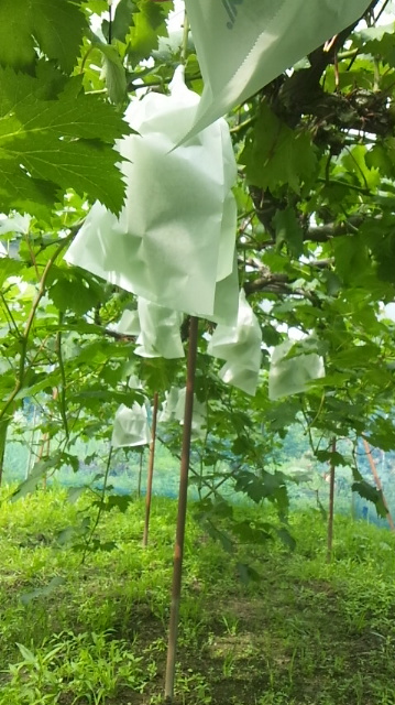 岡山吉備中央町ぶどうピオーネ