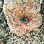 岡山吉備中央町ぶどうピオーネ