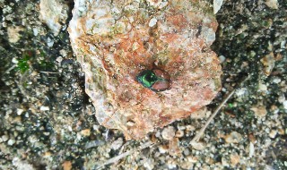 岡山吉備中央町ぶどうピオーネ