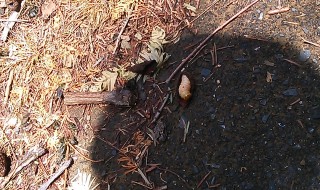 岡山吉備中央町ぶどうピオーネ